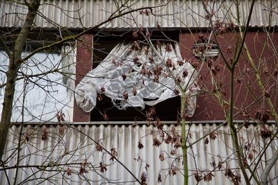 Low angle view of bare tree hanging in abandoned building