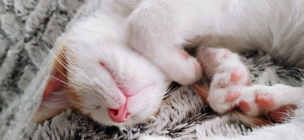 Close-up of cat resting
