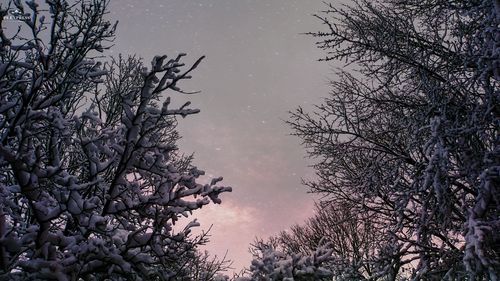 Low angle view of bare trees against sky during winter