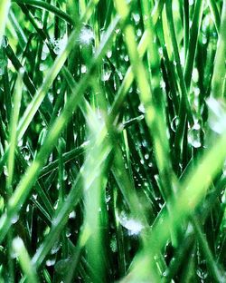 Full frame shot of grass