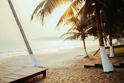 Palm trees on beach