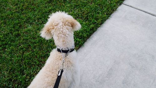 High angle view of dog on grass