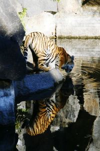 Close-up of tiger in lake at zoo