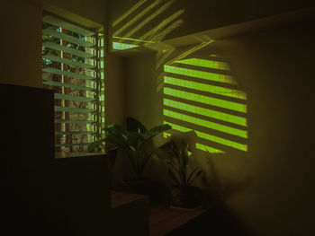 Potted plants on window at home
