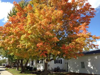 Sun shining through trees