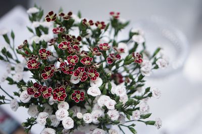 Close-up of red flowering plant