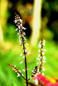 Close-up of flowering plant
