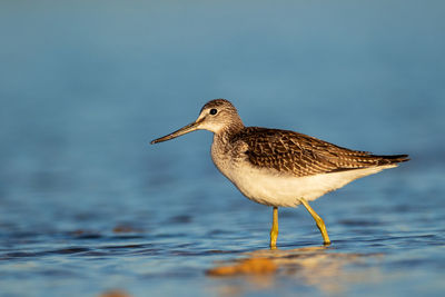 Common greenshank wading in a shallow lake, vrana lake, croatia