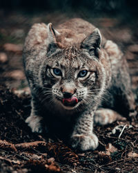 Portrait of cat on field