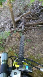 View of tree trunk