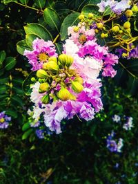 Close-up of flowers blooming outdoors