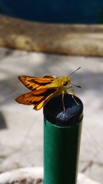 Close-up of insect perching on leaf