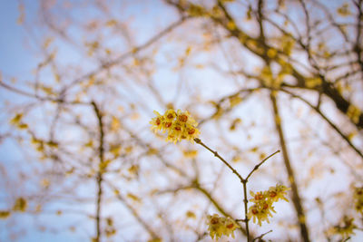 Low angle view of flowering plant against sky