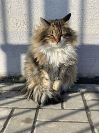 Portrait of cat sitting on floor