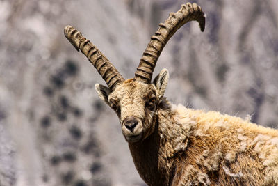 Portrait of tiger standing outdoors