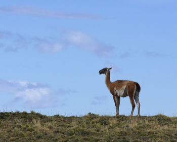 Horse standing on field against sky