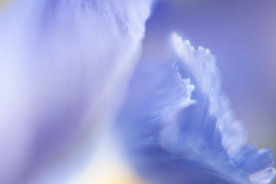 Low angle view of flowering plant against blue sky