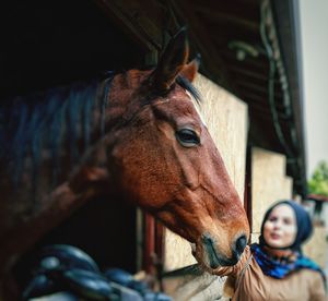 Close-up of horse in stable