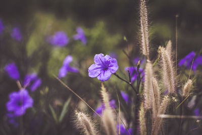 Close-up of purple flowering plants on field