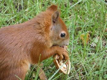 High angle view of rabbit on field