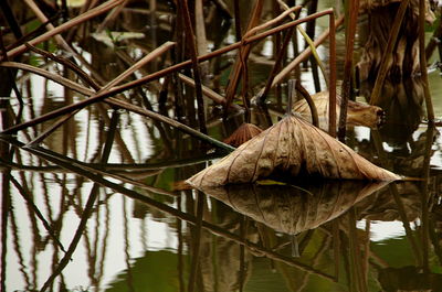 Reflection of trees in lake