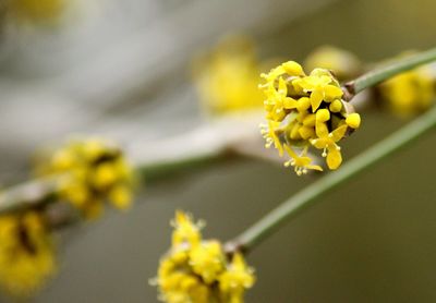 Close-up of yellow flowers blooming outdoors