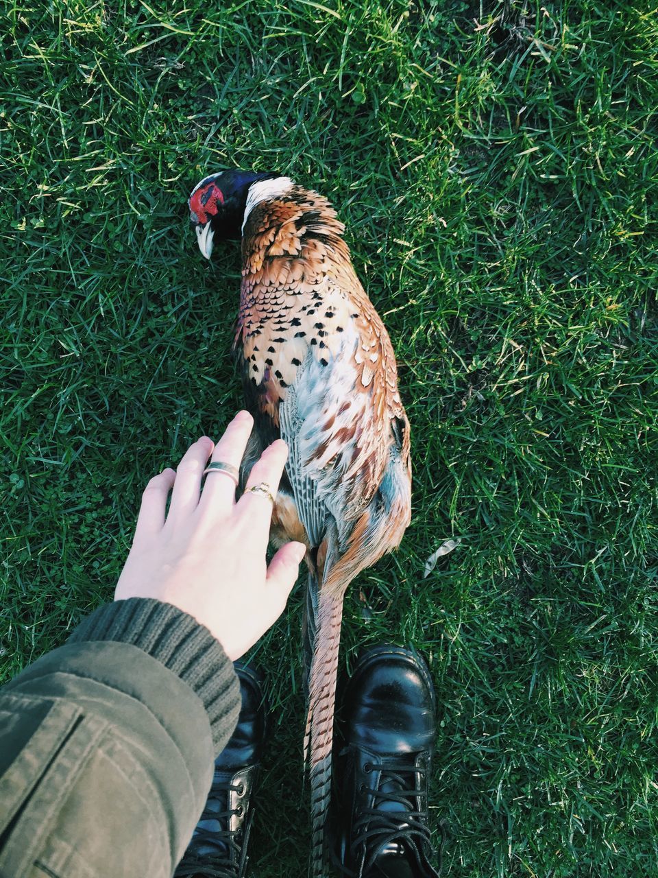 low section, one animal, animal themes, grass, personal perspective, person, domestic animals, part of, shoe, field, unrecognizable person, lifestyles, high angle view, standing, mammal, grassy