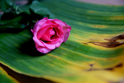 Close-up of water lily