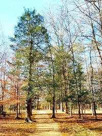 Trees in autumn