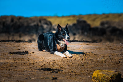 Portrait of black dog on sand