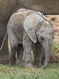 Elephant in a field