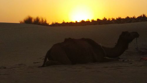 Silhouette of man on sand against orange sky