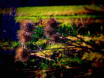 Close-up of plant against blurred background