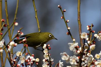 Close-up of bird perching on branch