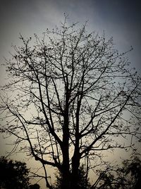 Low angle view of silhouette bare tree against sky