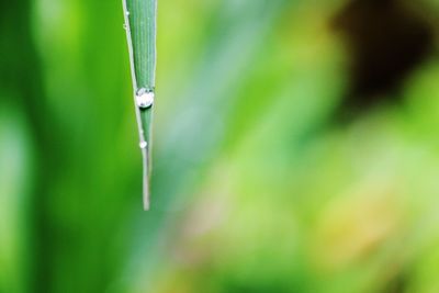 Close-up of water drop on leaf