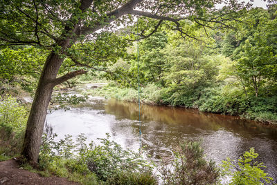 River amidst trees in forest