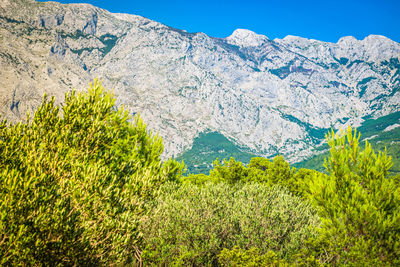 Plants growing on mountain against clear sky