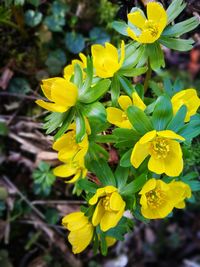 Close-up of yellow flowers