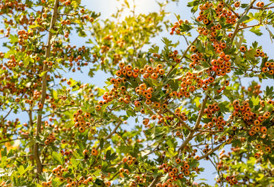 Low angle view of fruits on tree