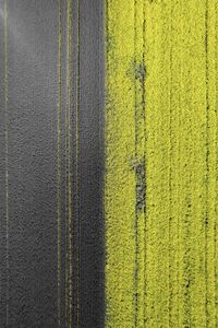 Two coloured rapeseed field