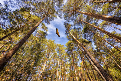 Low angle view of trees against sky and bird