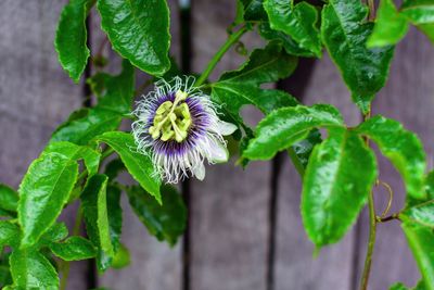 Close-up of flower blooming outdoors