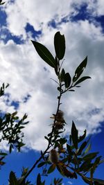 Low angle view of plant against sky