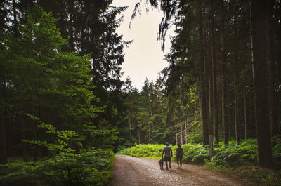 Rear view of people walking on road amidst trees