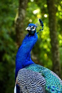 Close-up of a peacock