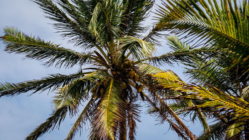 Low angle view of palm trees against sky