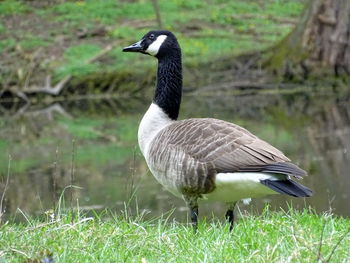 View of a bird on grass