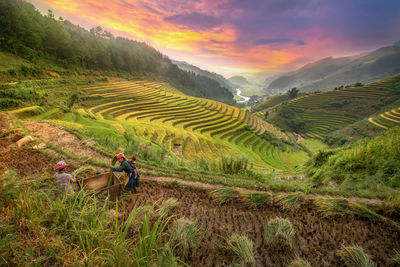 People working on agricultural field against sky during sunset