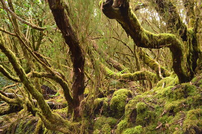 Close-up of tree branch